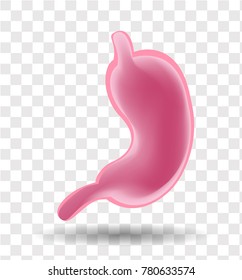 stomach vector illustration icon on transparent background