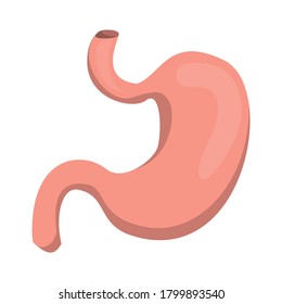 Stomach vector isolated. Internal organ, human anatomy. Part of the digestive system. Science and medicine concept, body part.