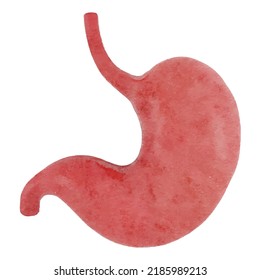 Vector de estómago sobre fondo blanco. Ilustración realista de la anatomía humana. Gastroenterología. Sistema gastrointestinal. Órganos del abdomen. Stomachache. Anatomía humana. Ilustración anatómica para estudiantes.