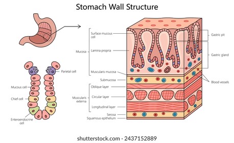 Strukturdiagramm der Magenwand, handgezeichnete schematische Vektorgrafik. Medizin-Bildungs-Illustration