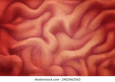 Stomach walls. Isolated vector illustration