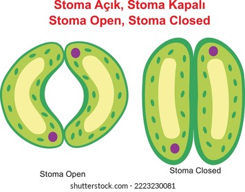 stomas, Open Stomas, Closed Stomas 