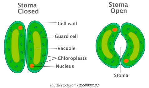 Diagrama de estomas. Estoma abierto, cerrado. La planta de evaporación evapora la vacuola, la pared celular, el protector, el cloroplast, la vacuola, las piezas micro. Superficie de la hoja, transpiración. Ilustración vectorial