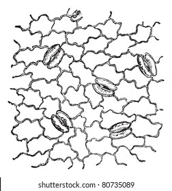 Stomata found on a leaf epidermis, magnified, vintage engraved illustration. Trousset encyclopedia (1886 - 1891).