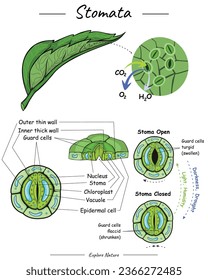 Función de estomata e ilustración. contiene información sobre el funcionamiento de los estomatos y la función de sus partes en hojas. Se puede usar para temas como biología, zoología, afiches. 