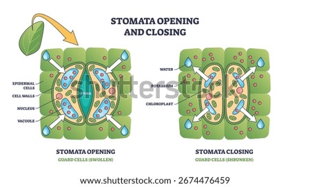 Stomata opening and closing shows guard cells, stoma, and water movement in a plant leaf. Outline diagram