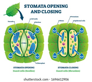 Stomata opening and closing vector illustration. Labeled biological plant cells educational scheme. Stomatal pore swollen and shrunken comparison and closeup examples. 