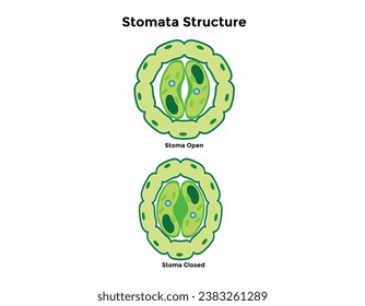 Stomata opening and closing vector illustration. Labeled educational scheme