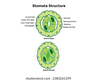 Stomata zum Öffnen und Schließen von Vektorgrafik. Bezeichnetes Bildungsprogramm