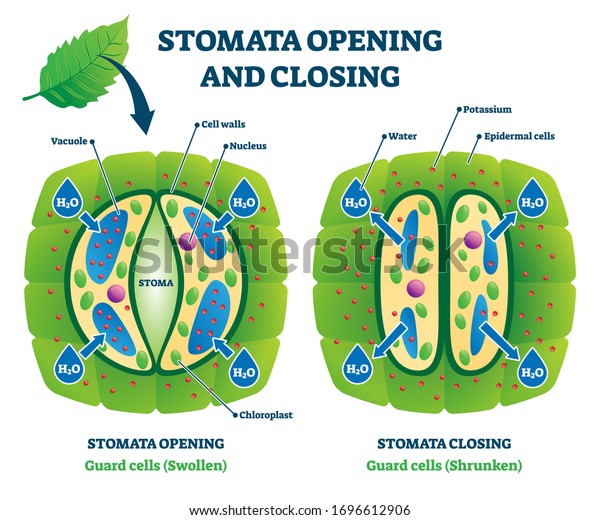 Stomata Opening Closing Vector Illustration Labeled 库存矢量图 免版税 1696612906