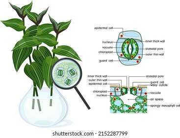 Complejo estomatal y visión de sección de la estructura del estomado y de la hoja vegetal de la planta judía vagante (Tradescantia fluminensis) bajo lupa aislada sobre fondo blanco