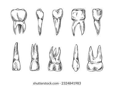 Stomatology hand drawn set. Toothache treatment. Teeth sketch.  Different types of human tooth.  Engraving fangs and molars.