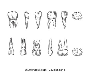 Equipo de estomatología dibujado a mano. Tratamiento de dolor de dientes. Esbozo de dientes. Diferentes tipos de dientes humanos. Grasando colmillos y colmillos.