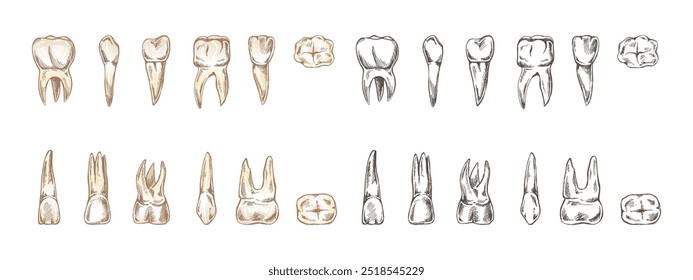 Conjunto de estomatología dibujado a mano. Tratamiento del dolor de muelas. Dientes esbozados. Diferentes tipos de dientes humanos. Grabado de colmillos y molares.