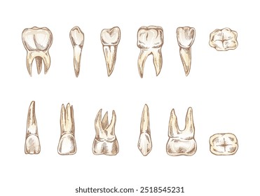 Conjunto de estomatología dibujado a mano. Tratamiento del dolor de muelas. Dientes esbozados. Diferentes tipos de dientes humanos. Grabado de colmillos y molares.