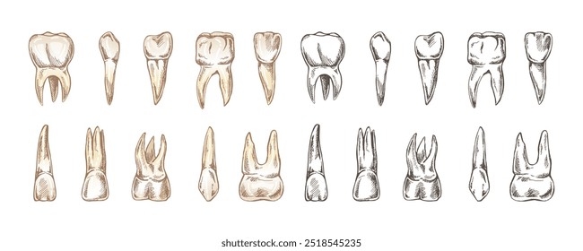 Conjunto de estomatología dibujado a mano. Tratamiento del dolor de muelas. Dientes esbozados.  Diferentes tipos de dientes humanos.  Grabado de colmillos y molares.