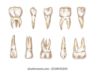 Conjunto de estomatología dibujado a mano. Tratamiento del dolor de muelas. Dientes esbozados.  Diferentes tipos de dientes humanos.  Grabado de colmillos y molares.