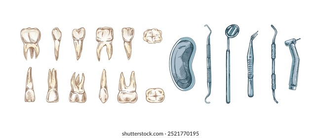 Conjunto de estomatología dibujado a mano. Tratamiento del dolor de muelas. Dientes esbozados. Diferentes tipos de dientes humanos. Grabado de colmillos y molares.