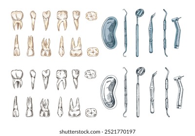 Conjunto de estomatología dibujado a mano. Tratamiento del dolor de muelas. Dientes esbozados. Diferentes tipos de dientes humanos. Grabado de colmillos y molares.