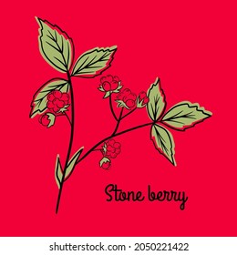 Stone berry vector set. Red sweet berries and green leaves. Tasty and healthy nutrition. Full of vitamin fruit product.