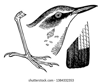 Stone Chat Wheatear where the male is a striking bird frequently seen perching on small bushes, vintage line drawing or engraving illustration.
