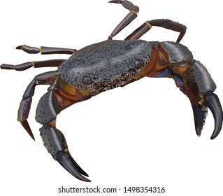 
stone crab on a white background