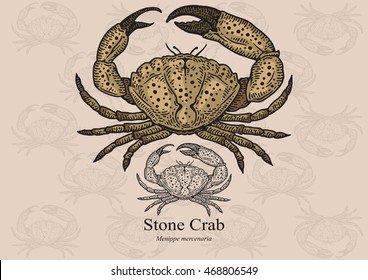 Stone crab. Vector illustration with refined details and optimized stroke that allows the image to be used in small sizes (in packaging design, decoration, educational graphics, etc.)