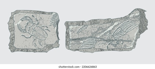 Piedra con impresiones de esqueletos de animales prehistóricos, insectos y plantas. Arqueología gris, fragmentos de rocas rojas, rocas de escombros. Conjunto de arte dibujado a mano realista. Ilustración vectorial.