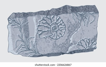 Stone with imprints of skeletons of prehistoric animals, insects and plants. Gray archeology, crack rocks fragments , debris boulders. Set of realistic hand drawn art. Vector illustration.