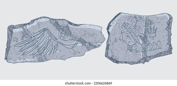 Stone with imprints of skeletons of prehistoric animals, insects and plants. Gray archeology, crack rocks fragments , debris boulders. Set of realistic hand drawn art. Vector illustration.