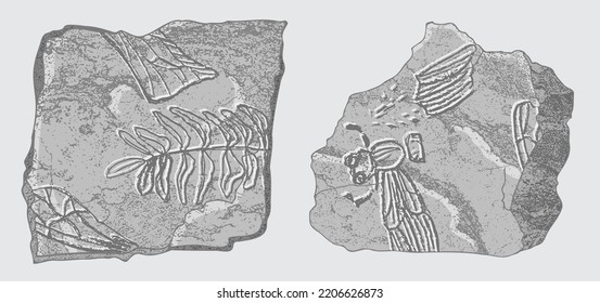 Piedra con impresiones de esqueletos de animales prehistóricos, insectos y plantas. Arqueología gris, fragmentos de rocas rojas, rocas de escombros. Conjunto de arte dibujado a mano realista. Ilustración vectorial.