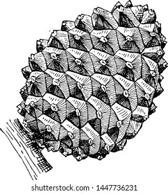 Stone Pine Cone vintage illustration. 