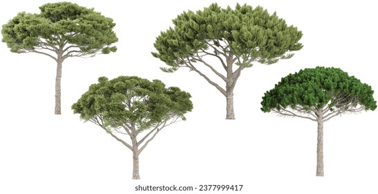 Stone pine trees with transparent background, 3D rendering, for illustration, digital composition, architecture visualization