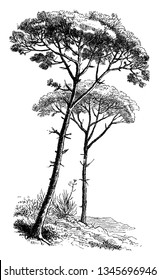 Stone pines are the tree grows between fifty and sixty feet tall and are native to the Mediterranean region, vintage line drawing or engraving illustration.