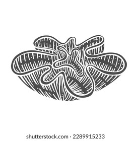Stony coral glyph icon vector illustration. Stamp of Montipora, undersea marine animal with hard skeleton, aquatic underwater polyp of sea or ocean coral reef with flower body shape and porous texture