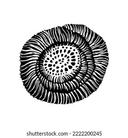 Stony coral seashell abstract drawn in black ink. The texture of the brush and paint. 