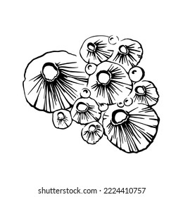 Stony coral seashell abstract drawn in black ink. The texture of the brush and paint. 