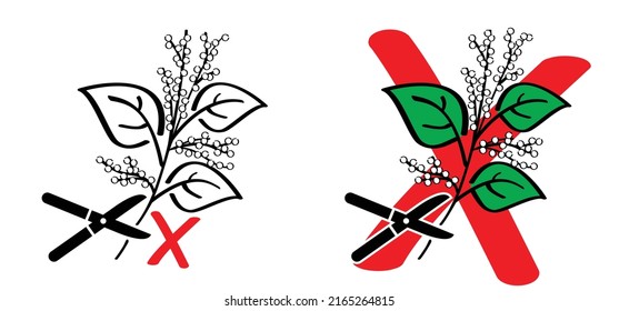 Stop don't pick or pluck the Fallopia japonica or Polygonaceae, Asian,or Japanese knotweed with pruning shear. Medicinal plant logo or pictogram Cartoon vector plucking icon or symbol.