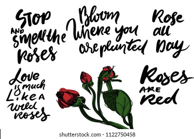 Stop and smell the roses. Rose al day. Roses are red. Life is much like a wild roses. Hand lettering quote for your design.Vector illustration