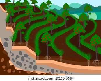 Stop soil erosion with vetiver. and planting, protect the soil, Vector Illustration