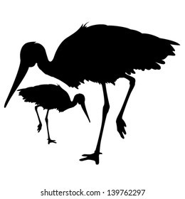 stork