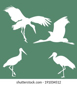 Stork 