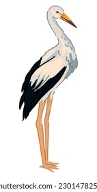 Stork bird clipart. Single doodle of wild animal isolated on white. Colored vector illustration in cartoon style.