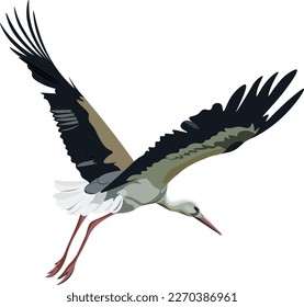 Stork bird flying vector graphics