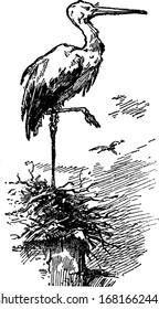 ein Storchvogel, der auf einem Bein steht, eine Vintage-Linie-Zeichnung oder Gragrabgrafik