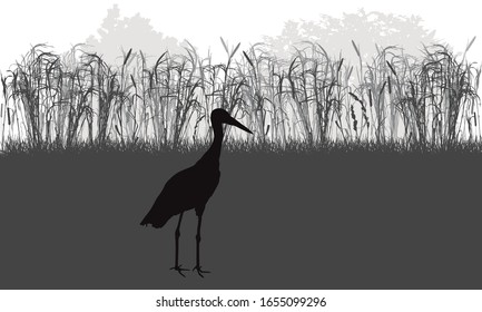 Stork bird stands in meadow among grass and weeds, plants, silhouette. Vector illustration.