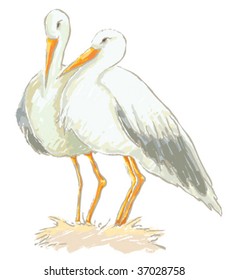Stork couple vector