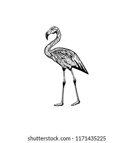 stork, flamingo logo design inspiration