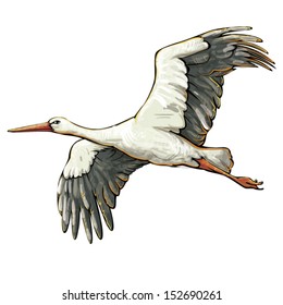 stork fly