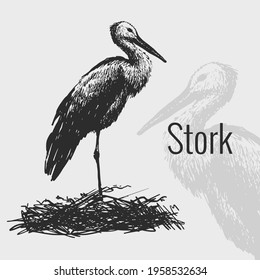 Stork. Graphic illustration in vintage style, sketch, hand-drawn graphics.